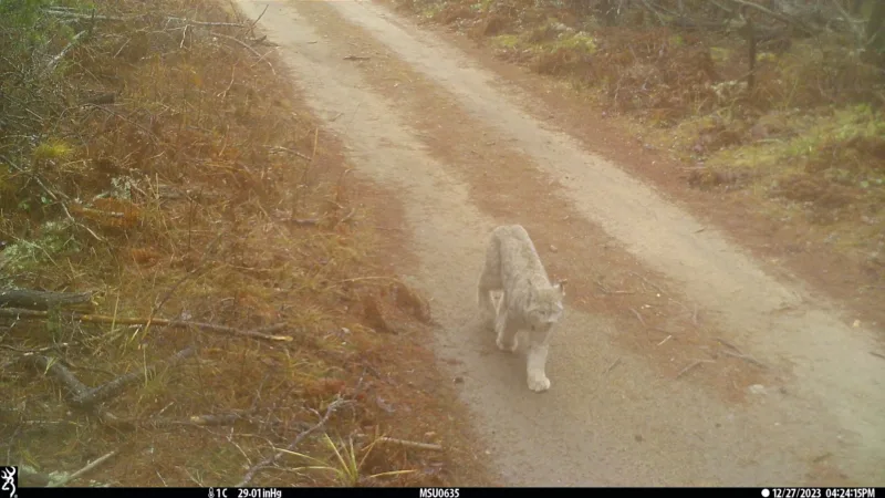 Lynx are native to UP, but very rarely seen